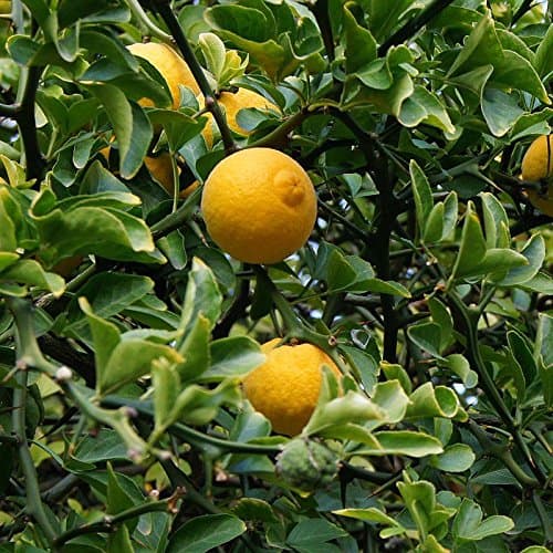 Yuzu : vertus, culture et usages du citrus japonais