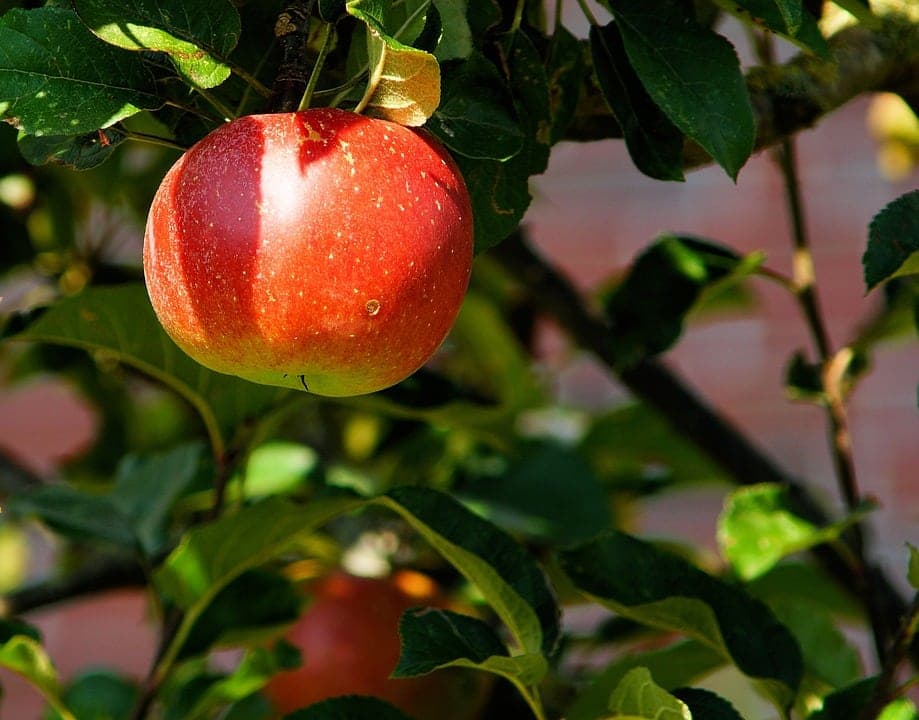 Comment faire pousser une pomme pour en faire de la bonne