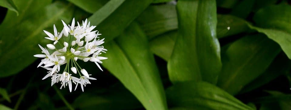 Ail des ours : où le trouver, le cueillir et le cuisiner