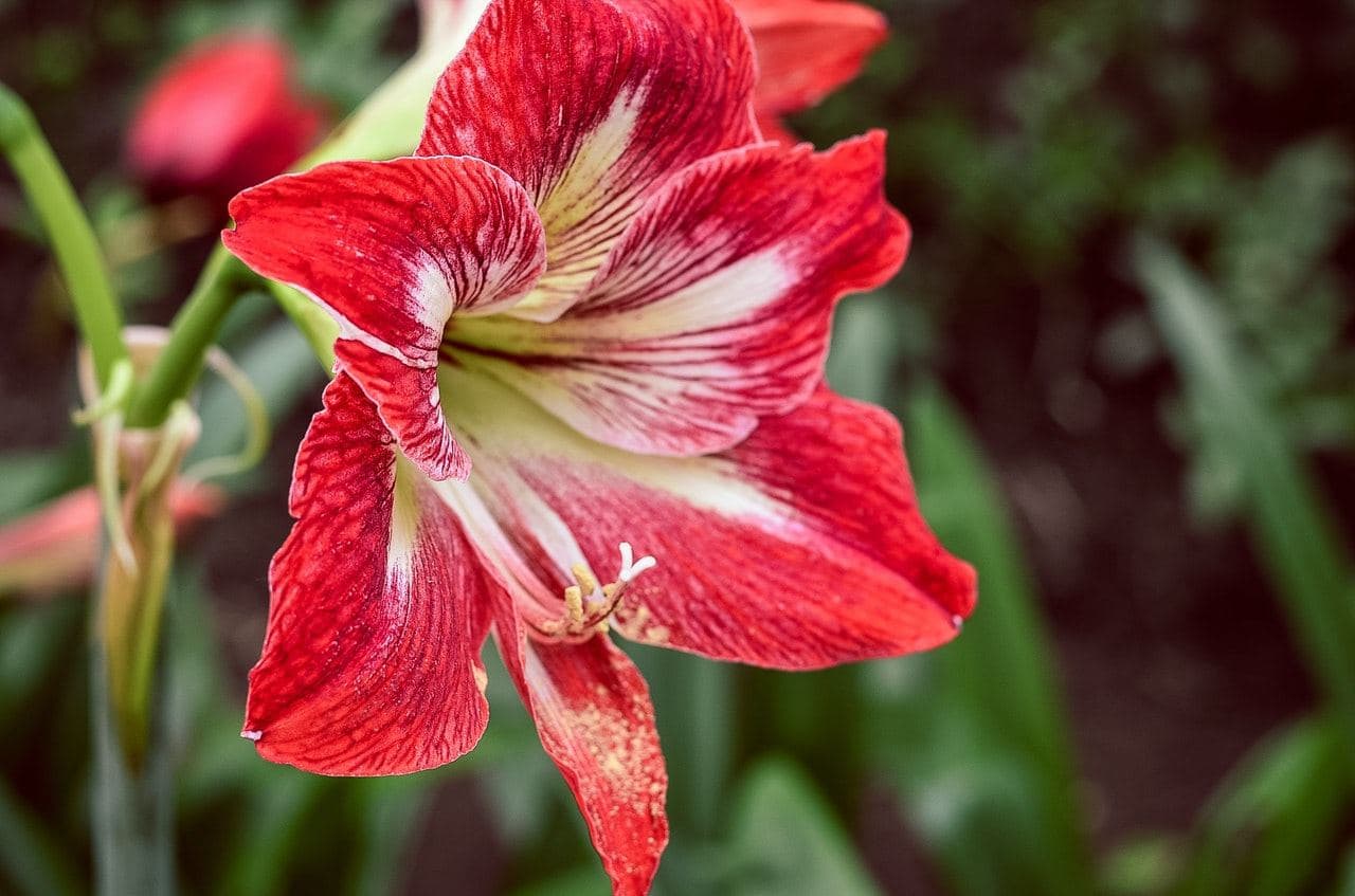 Amaryllis belladonna : planter et fleurir dès 2026