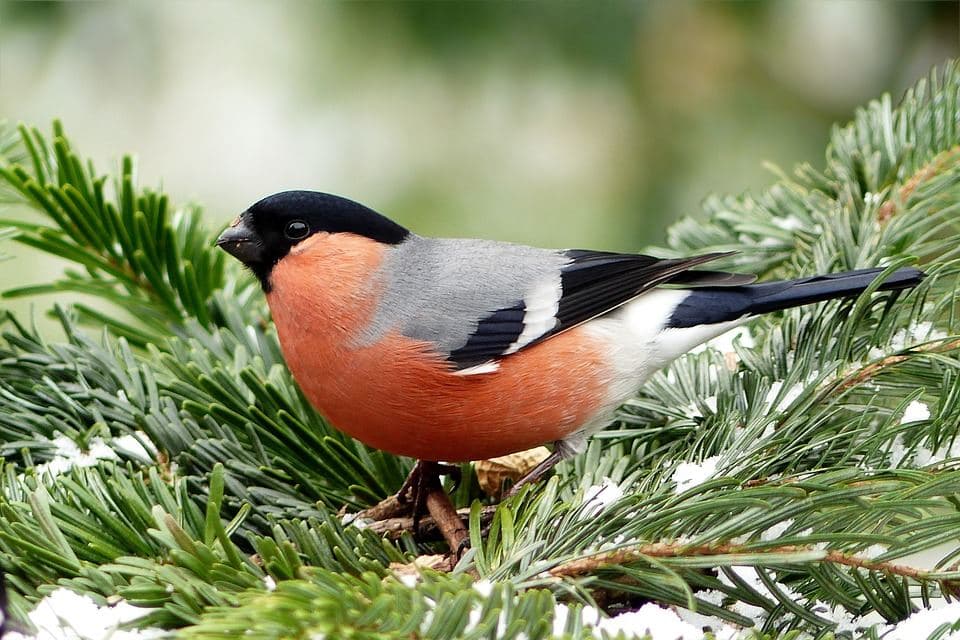 Bouvreuil : 5 secrets sur son plumage, chant et mode de vie