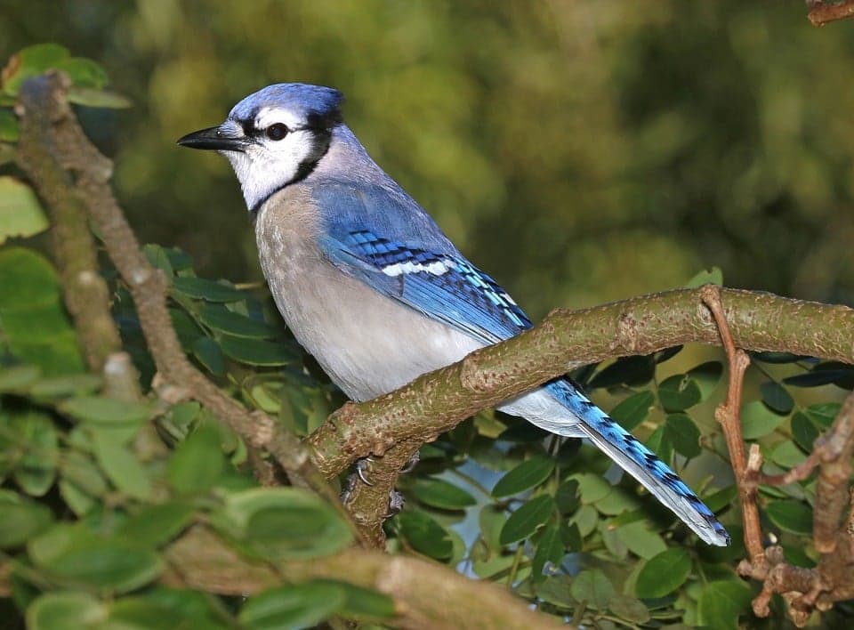 Geai des chênes : que lui donner à manger au jardin ?