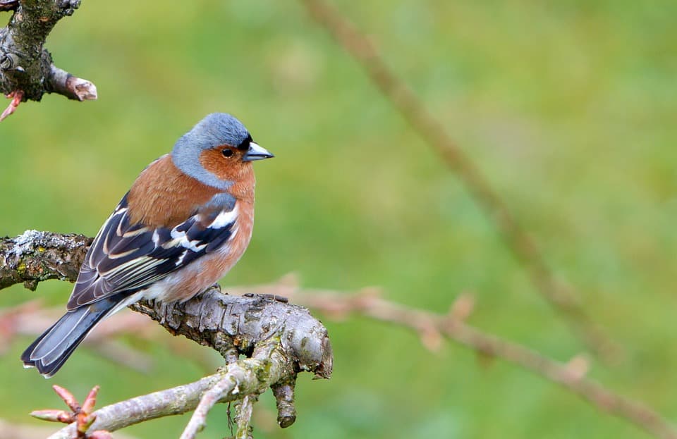 Petit roselin des arbres : l'oiseau rare des îles Galápagos
