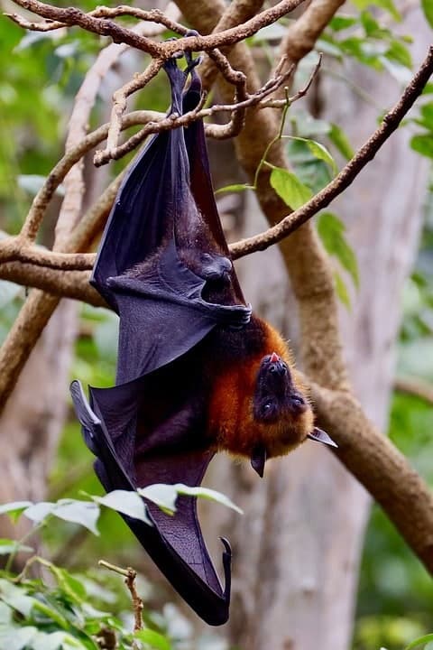 Guano de chauve-souris : 3x plus efficace que l'engrais