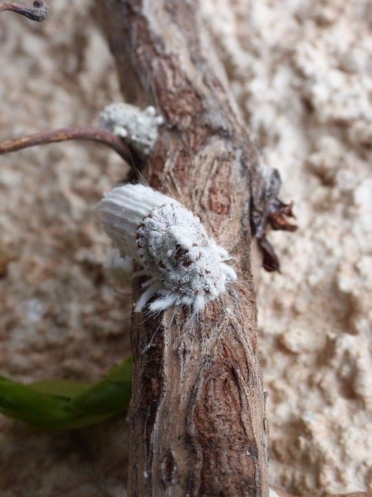 Cochenille : l'insecte qui valait plus que l'or en 1570