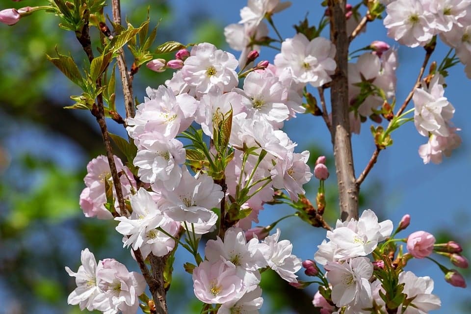 Crosne du Japon : planter, cultiver et récolter facilement