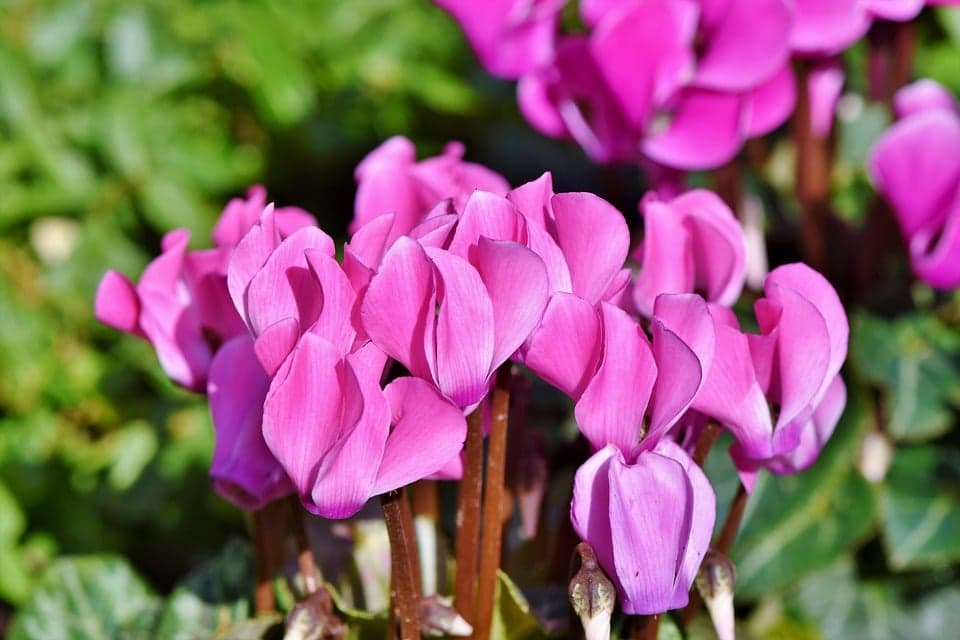Cyclamen : entretien, arrosage et floraison tout l'hiver