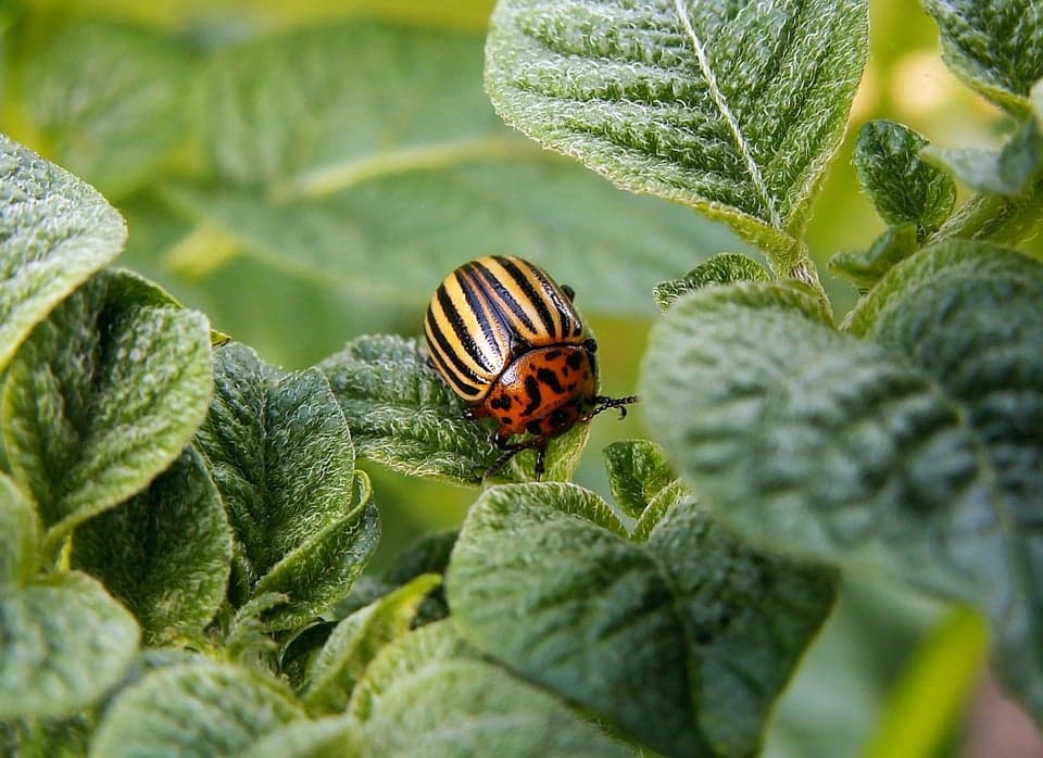 Méthodes biologiques de lutte contre le doryphore de la