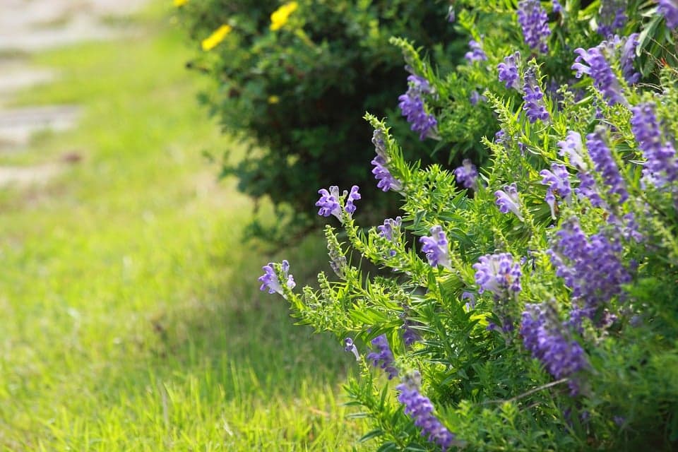 Entretien du jardin : 5 gestes pour un beau jardin