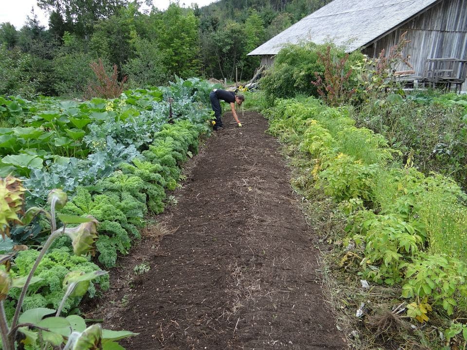 Potager : 7 clés pour des récoltes abondantes en 2026
