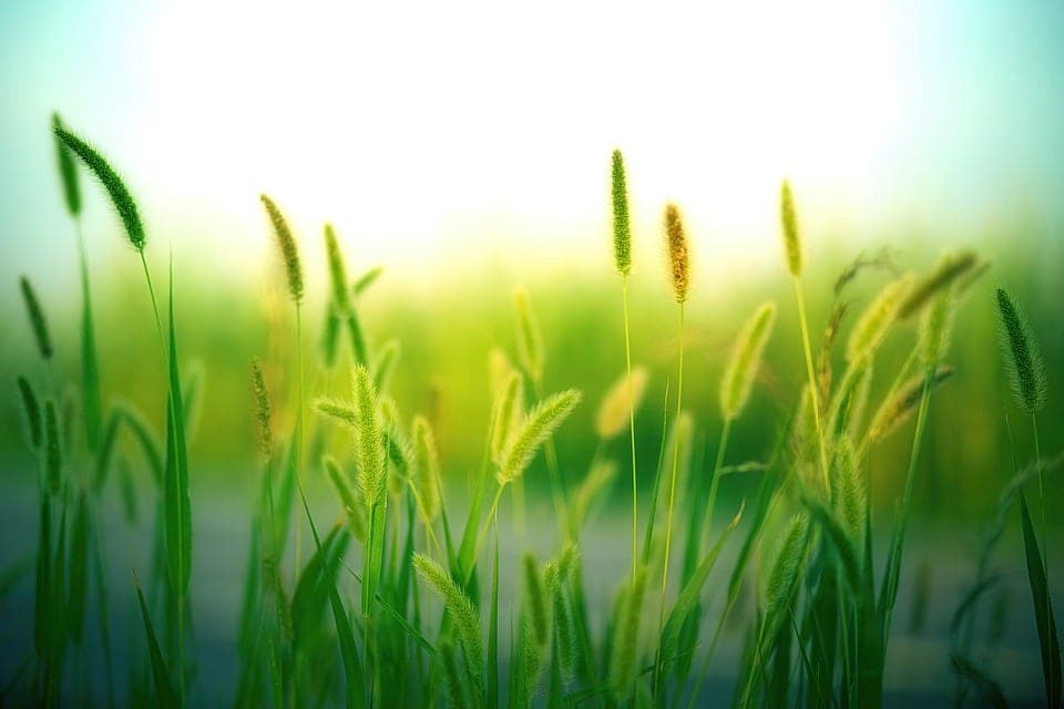 Graminées ornementales : quand et comment les tailler