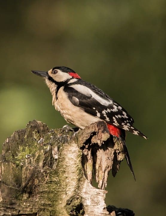 Grand pic épeiche : l'infirmier de la forêt décrypté