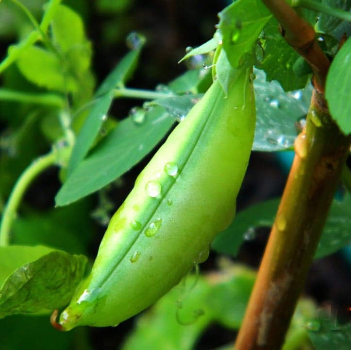 Haricots verts : semis, entretien et récolte en 2026