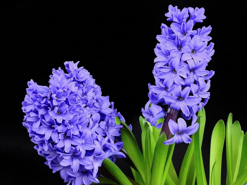 Planter des jacinthes : période idéale et méthode pas à pas