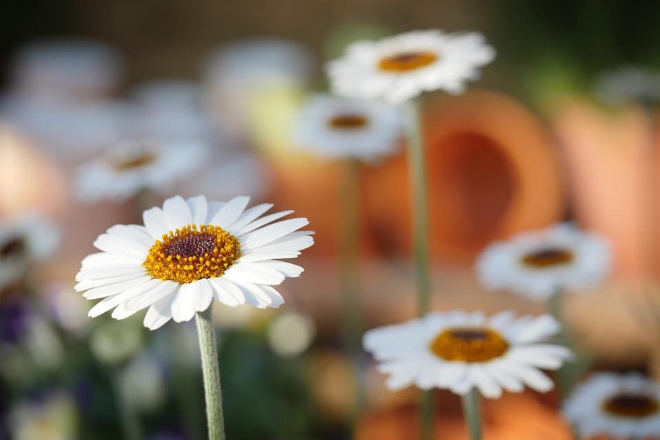 Avantages d'avoir des fleurs et des plantes à la maison