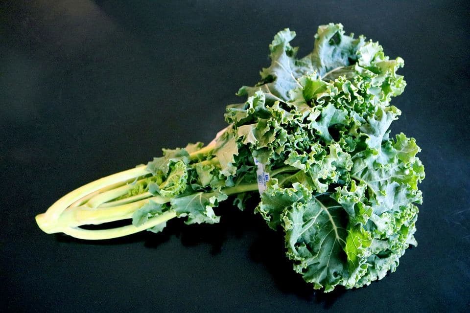 Culture du chou kale ou du chou frisé dans le jardin