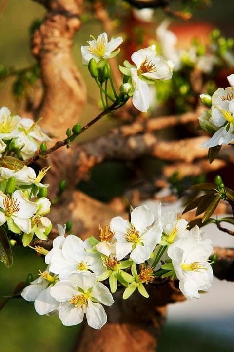 Lune rousse : dates et protection des plantes