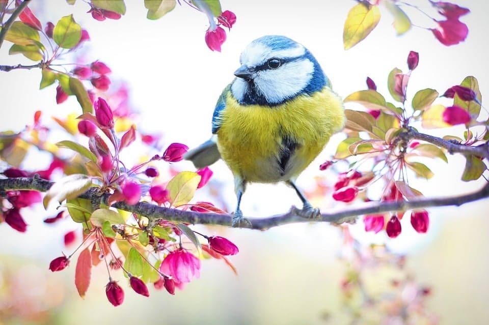 Comment observer les mésanges dans le jardin cet hiver?