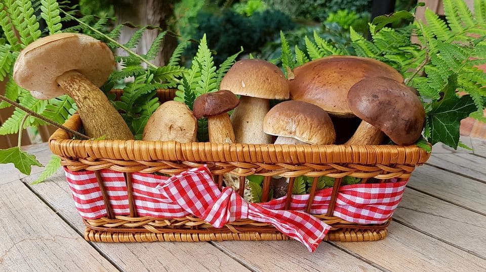Champignons comestibles : 6 espèces à reconnaître