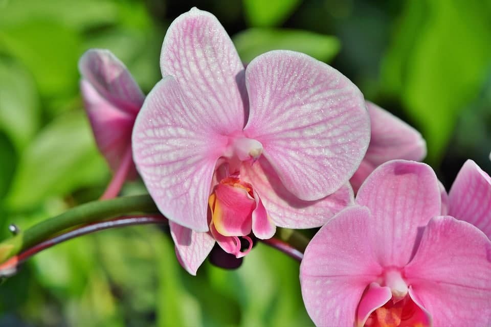 Orchidée : 7 gestes pour la faire refleurir (guide 2026)
