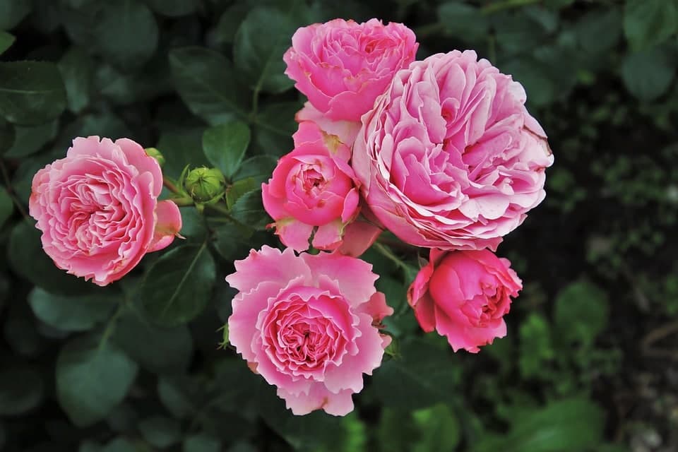 Rosier d'intérieur : guide complet pour le garder fleuri