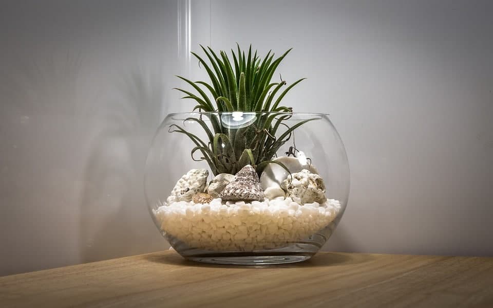 Terrarium : comment le créer et quelles plantes choisir
