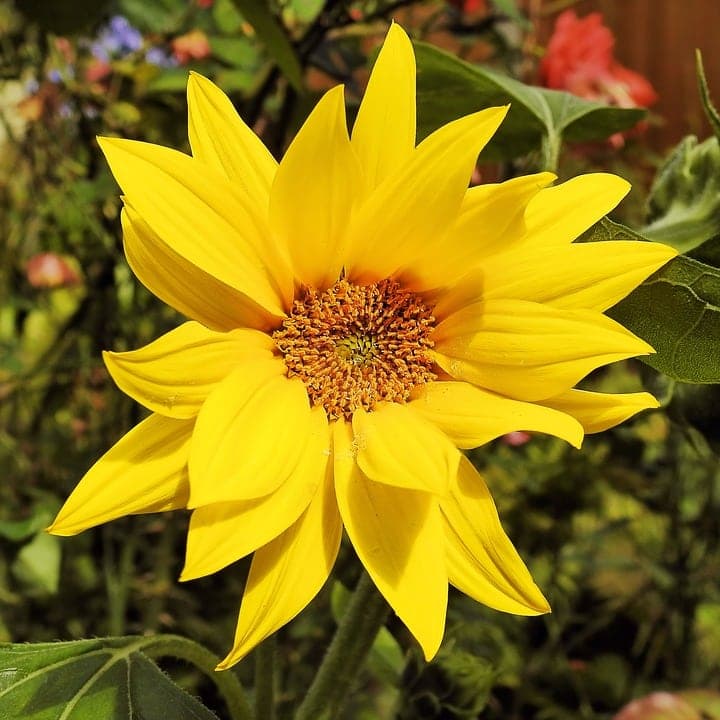 Planter le topinambour : récolte abondante dès l'automne