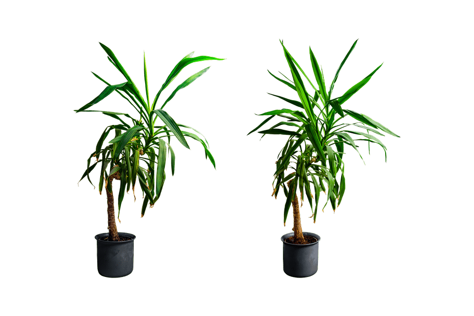 Yucca d'intérieur : guide complet pour le garder vigoureux