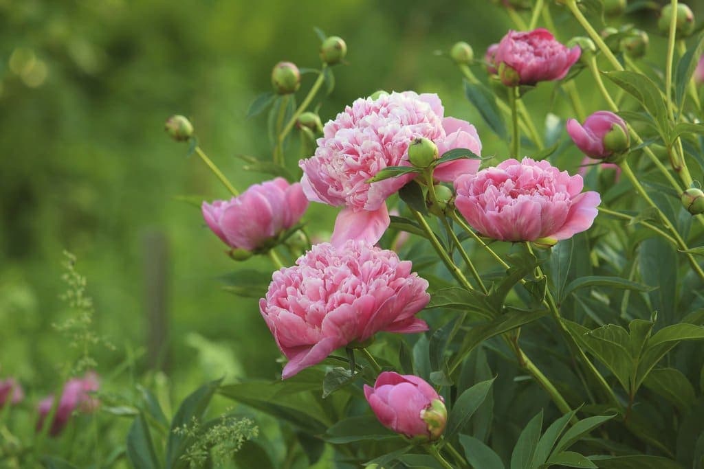 Pivoine : floraison, vertus et 40 espèces à connaître