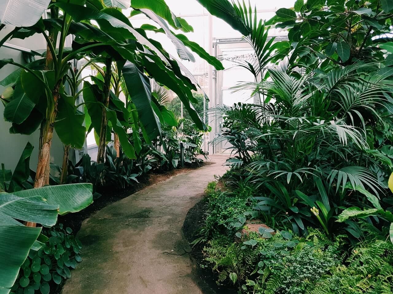 Plants de zinnia : semis, plantation et entretien