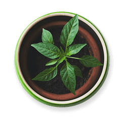 Digitale pourpre : plantation, entretien et floraison