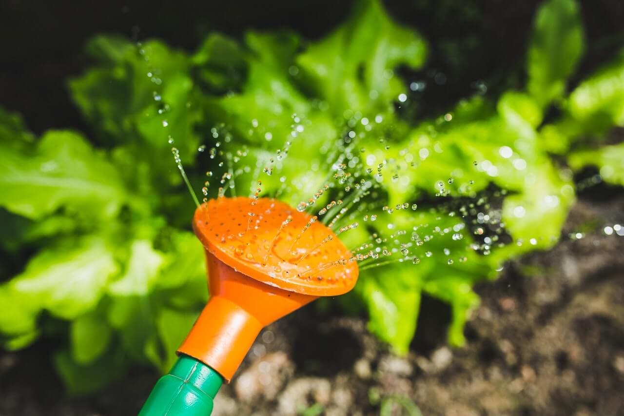 Entretenir des orchidées : le guide pratique