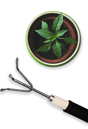 Orchidée : guide d'entretien pour une floraison durable