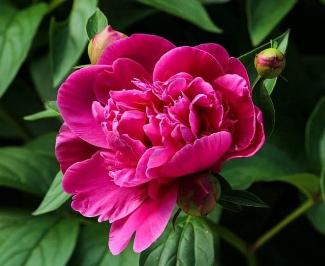 Pivoines : la profondeur exacte pour 50 ans de fleurs