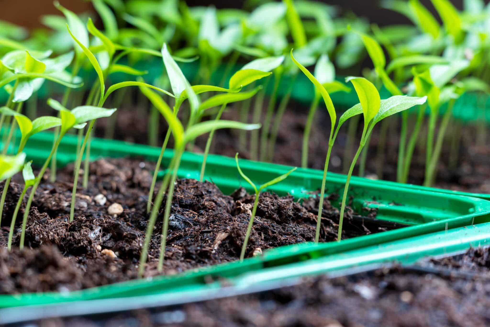 Semences agricoles : 3 critères pour bien choisir en 2026