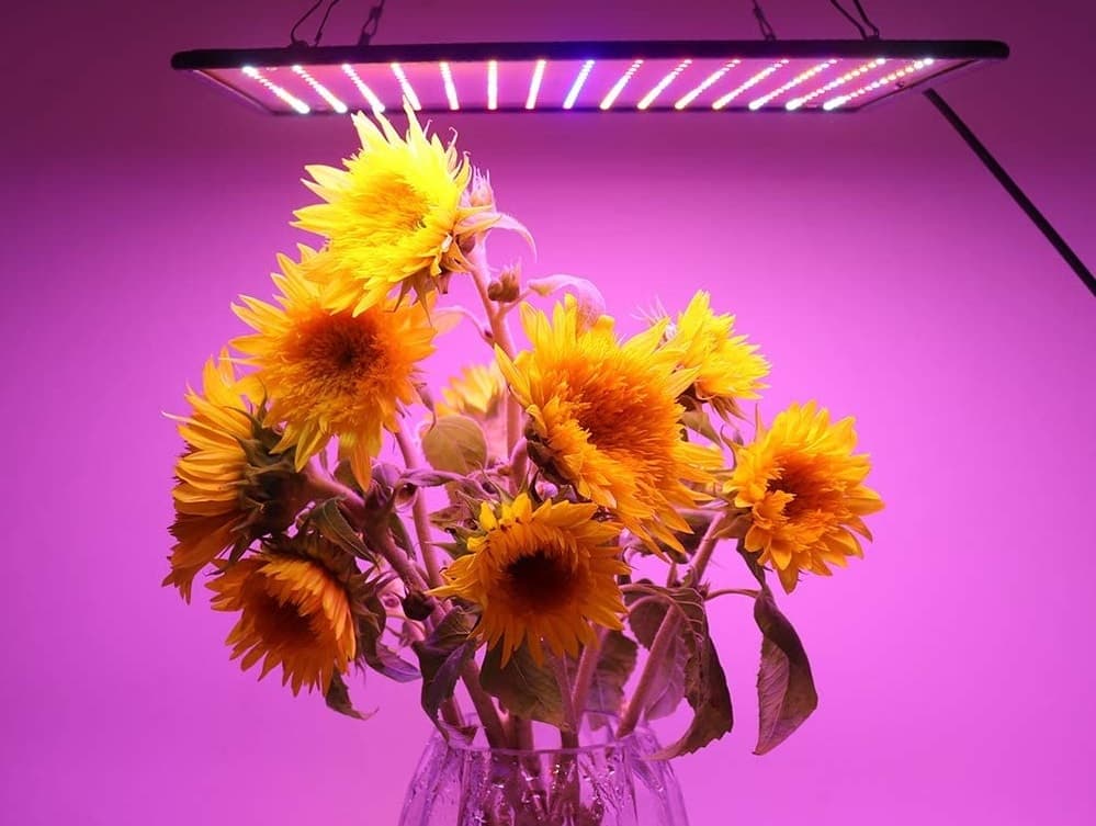Lampe led culture indoor : meilleurs modèles 2026