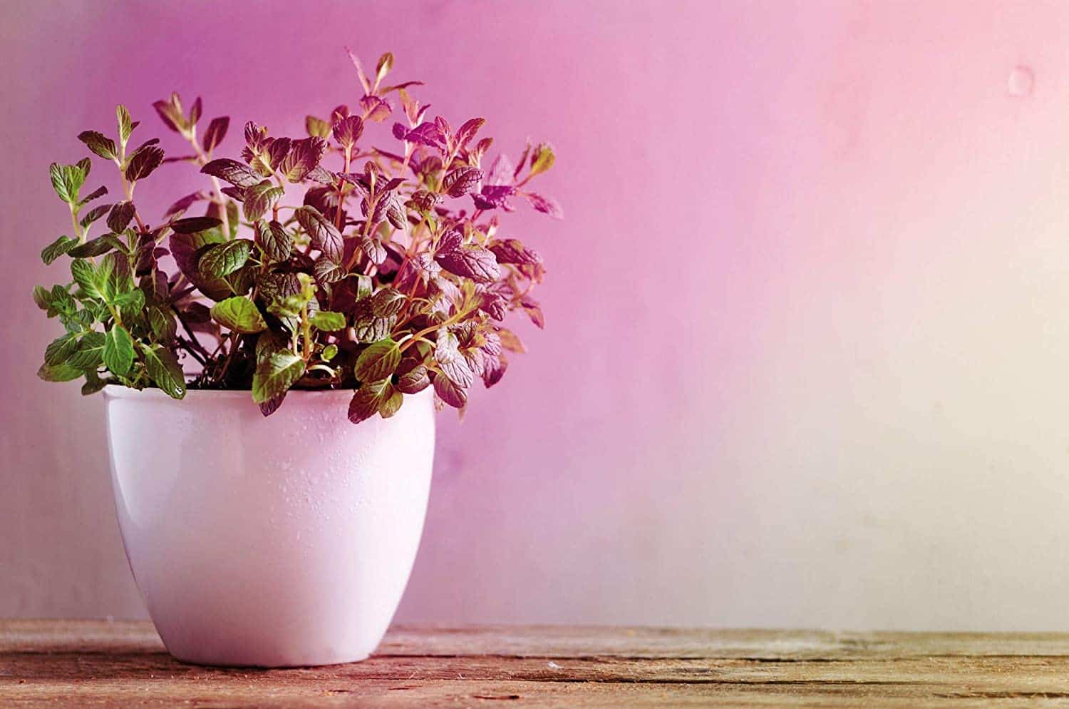 Citron thym (Thymus citriodorus) : culture, entretien et utilisations