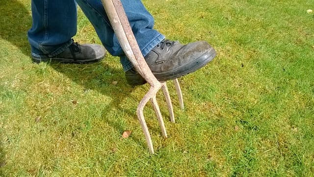Tourterelles au jardin : identifier chaque espèce facilement