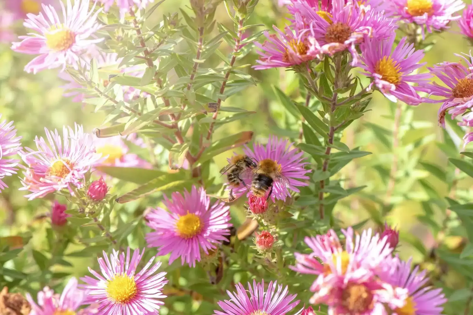 Guêpes au jardin : éloigner, détruire un nid et se protéger