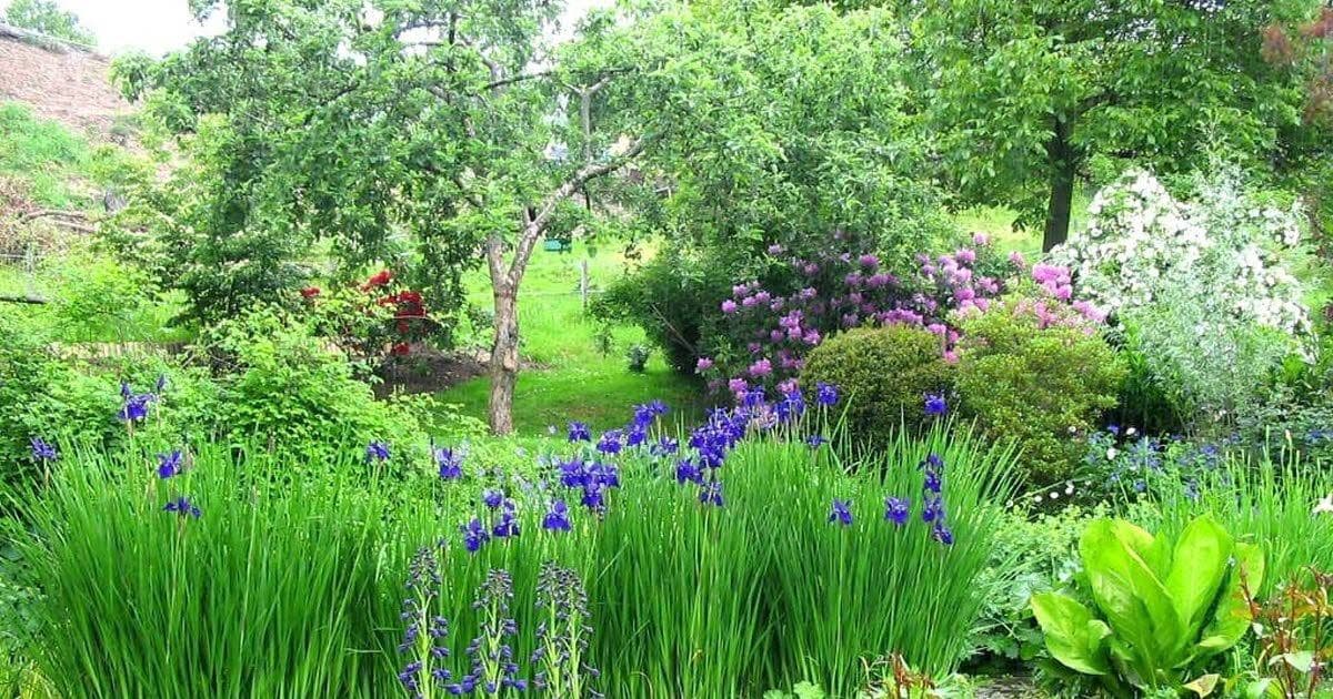 Lobelia : cultiver, entretenir et multiplier cette plante