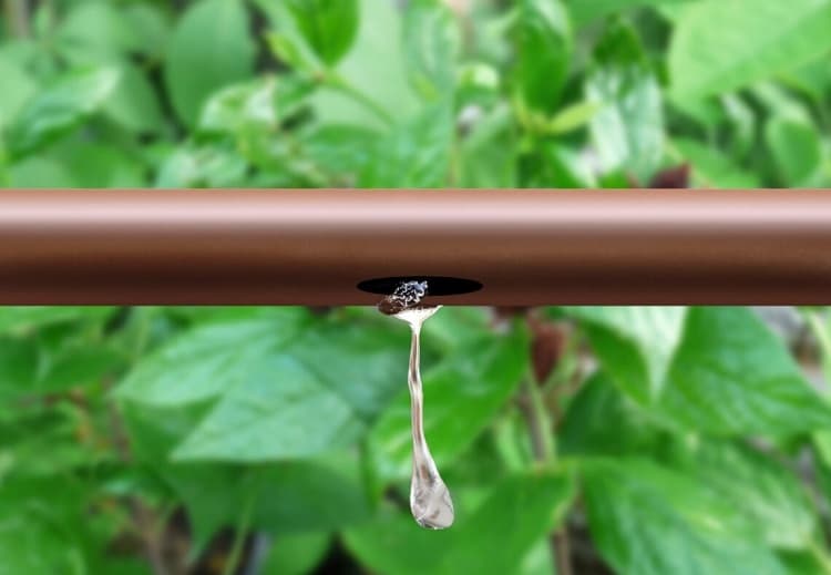 Tailler la vigne : méthodes, calendrier et outils