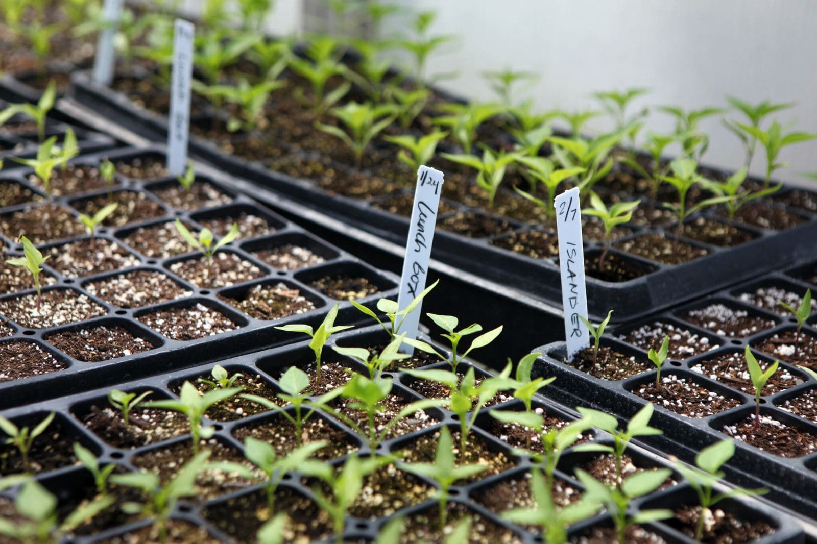 Tradescantia : entretien, bouturage et variétés
