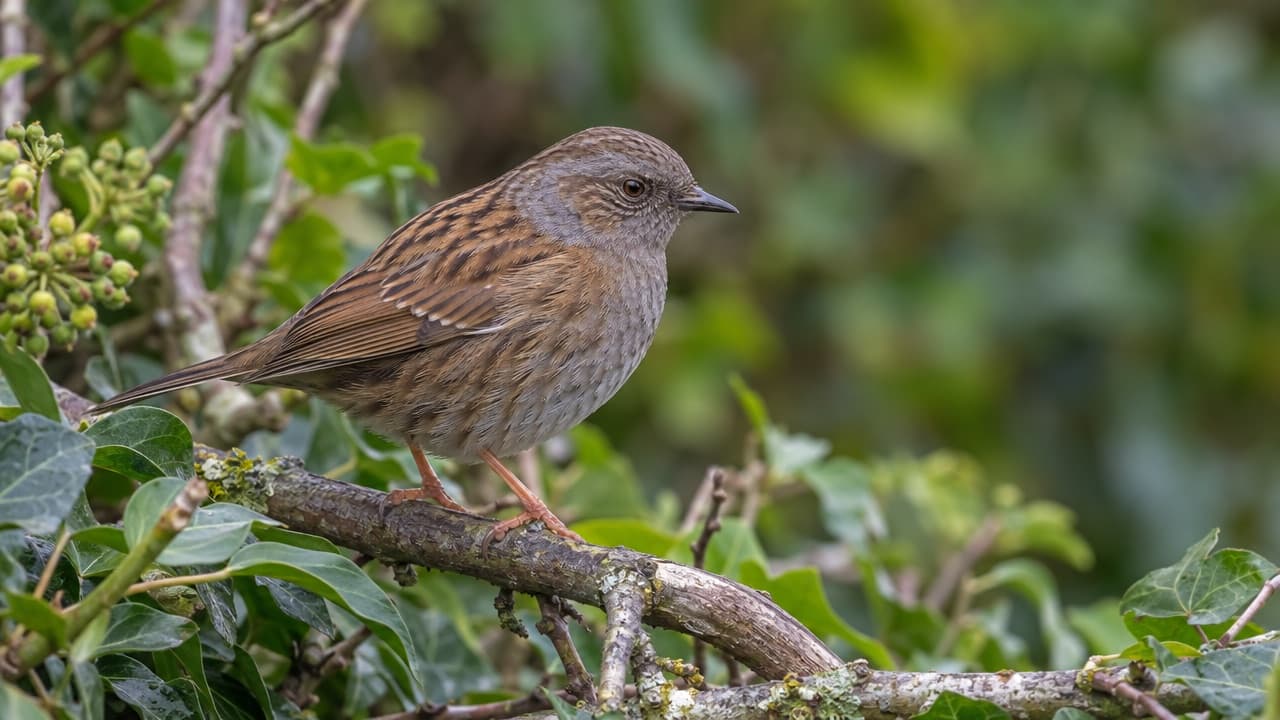 Accenteur mouchet : identification et observation au jardin