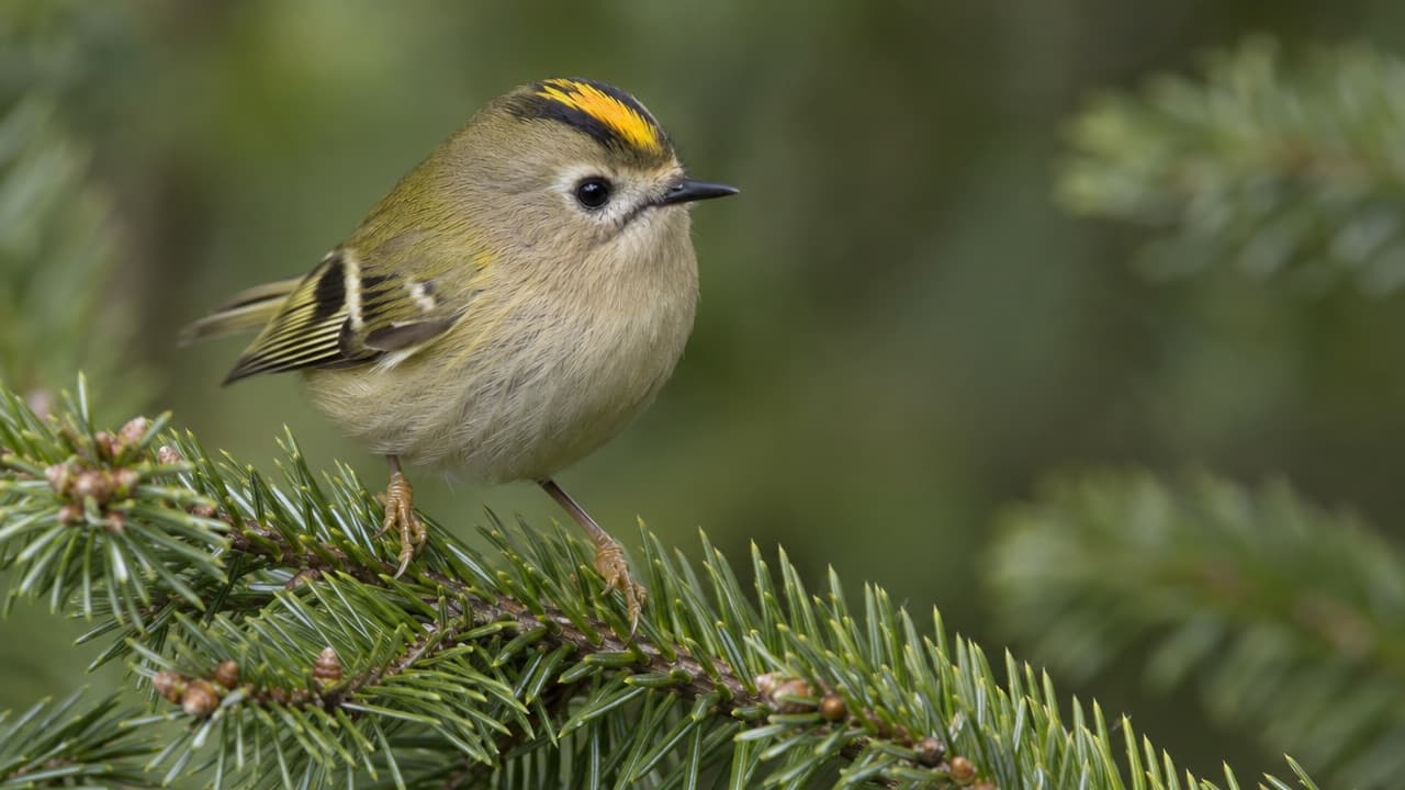 Oiseau roitelet : le plus petit passereau de nos jardins