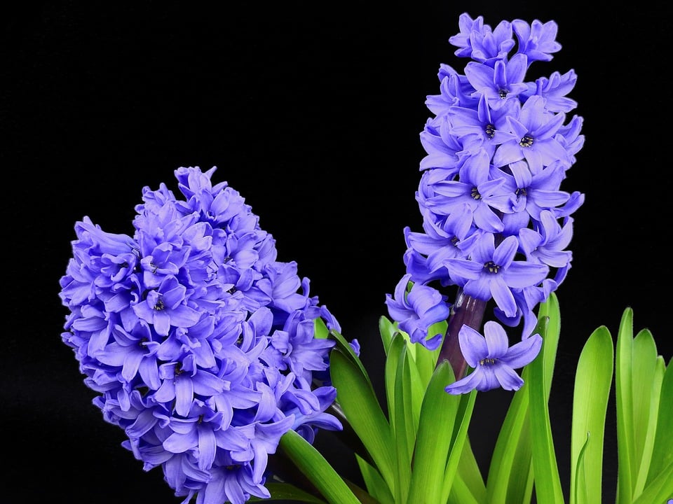 Comment et quand planter des jacinthes?