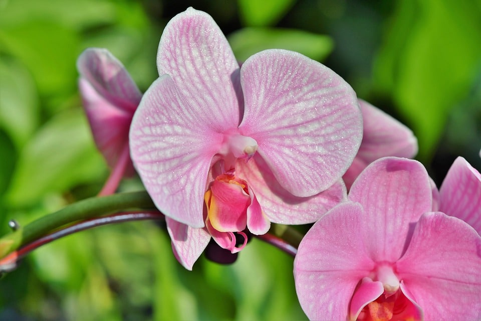 Comment prendre soin d'une orchidée ?