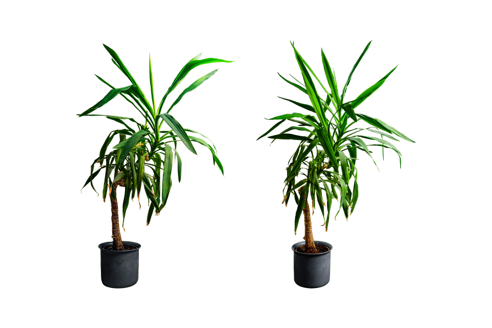 Comment prendre soin d'un Yucca à l'intérieur de la maison?