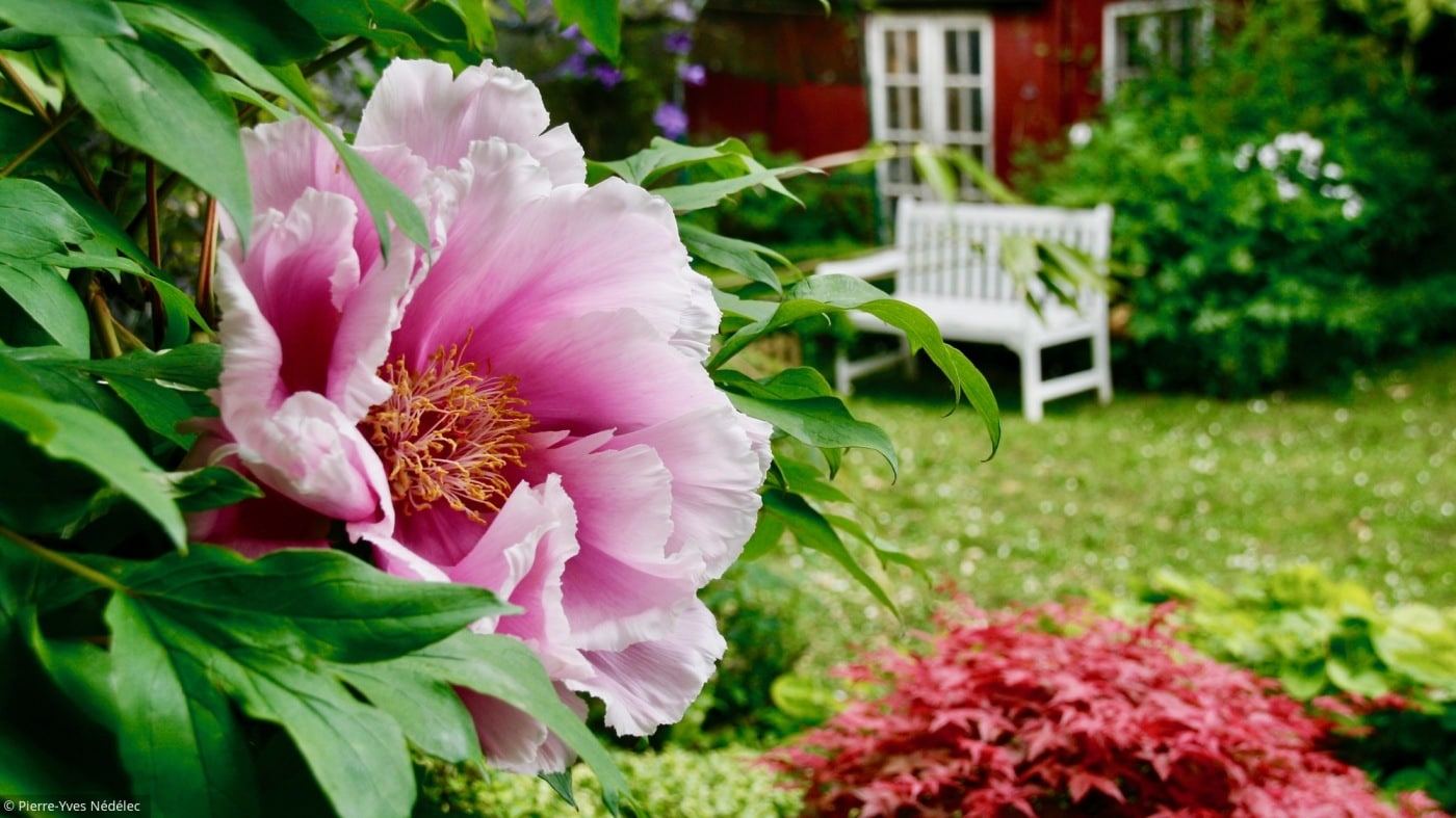 Pivoine