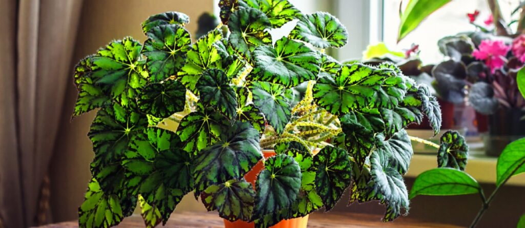 fertiliser naturellement les plantes d'interieur