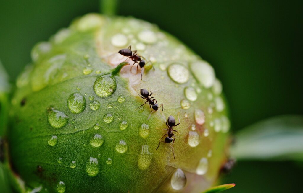Antifourmis